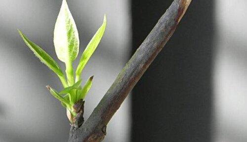 如何种植腊梅种子（从种子到开花，全面指南）