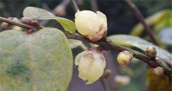 如何种植腊梅种子（从种子到开花，全面指南）