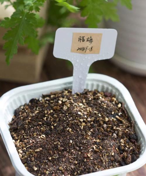 如何种植腊梅种子（从种子到开花，全面指南）