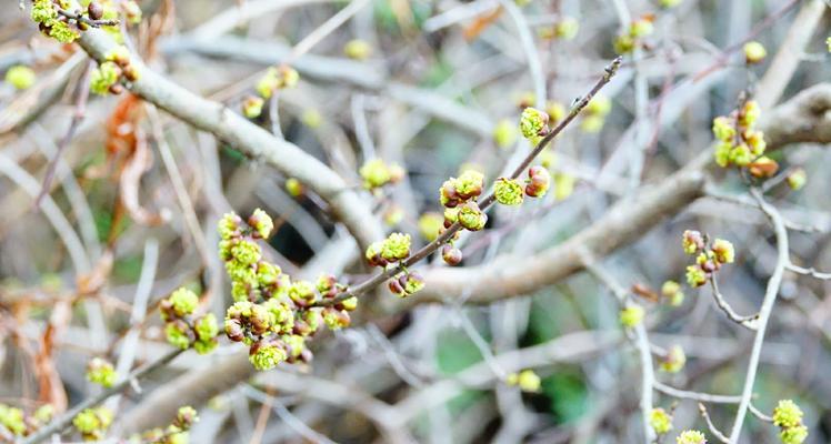 揭秘干枝梅“泡水开花”奇妙过程（干枝梅放水里多久？看这里就够了！）