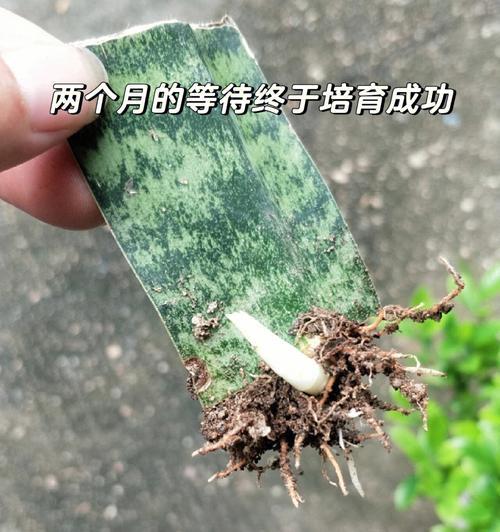 虎皮兰叶插如何保持金边不褪色（金边不褪色的养护方法和技巧）
