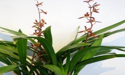 如何科学地养护墨兰植物？（让墨兰更旺盛的小技巧）