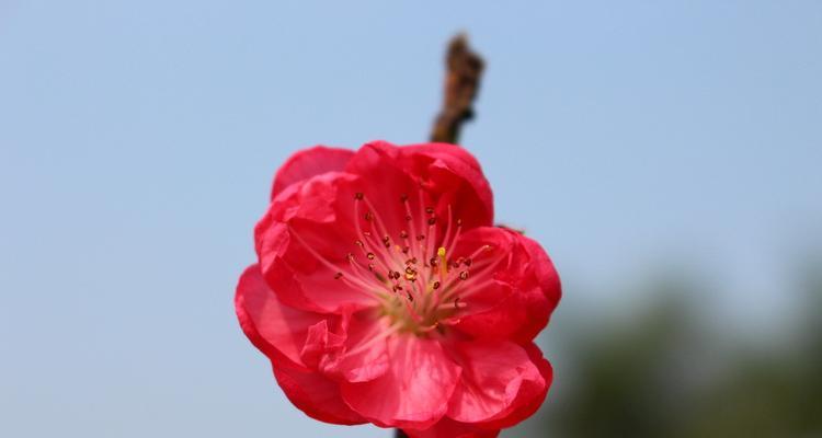 探秘桃花神奇之美（桃花花朵特征及意义）