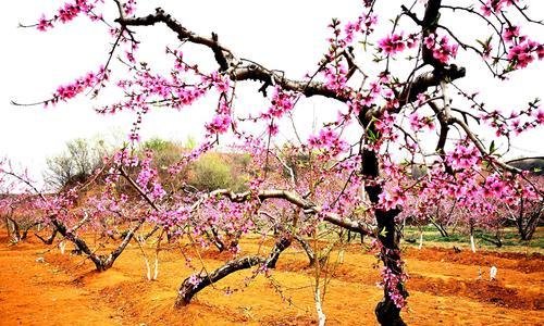 探秘桃花神奇之美（桃花花朵特征及意义）