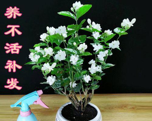 老桩茉莉盆景的养护方法（让老桩茉莉盆景焕发新生机）