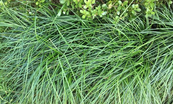 沿阶草种子的种植技巧（打造美丽的沿阶景观）