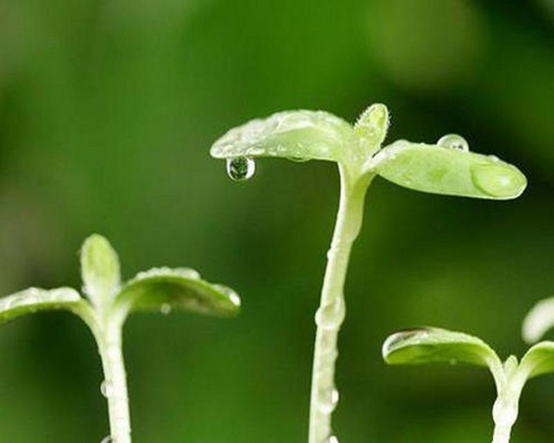 植物传播的多种方式（探寻植物繁衍的秘密）