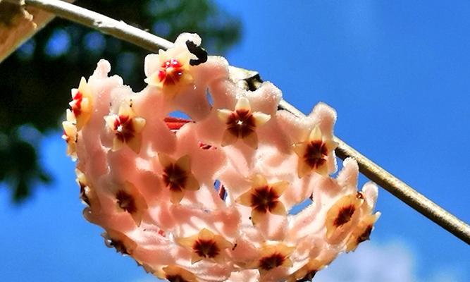 球兰花品种与养护指南（探秘球兰花的不同品种，教你轻松打理）