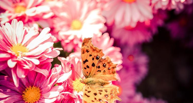 秋季花开之美——赏秋花（万紫千红，秋意浓浓）