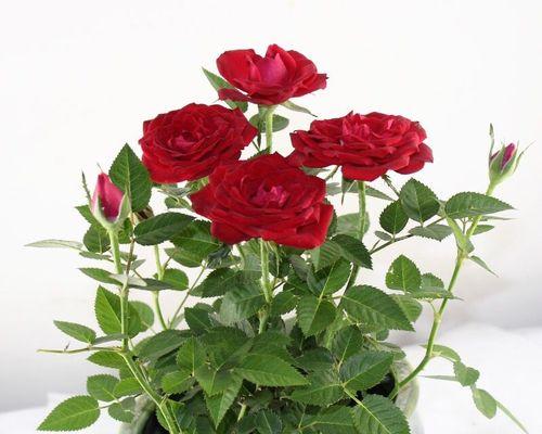 如何养护美丽的玫瑰花？（玫瑰花养殖方法和注意事项，让你轻松打造浪漫花园。）