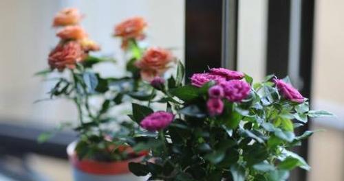 如何养护美丽的玫瑰花？（玫瑰花养殖方法和注意事项，让你轻松打造浪漫花园。）