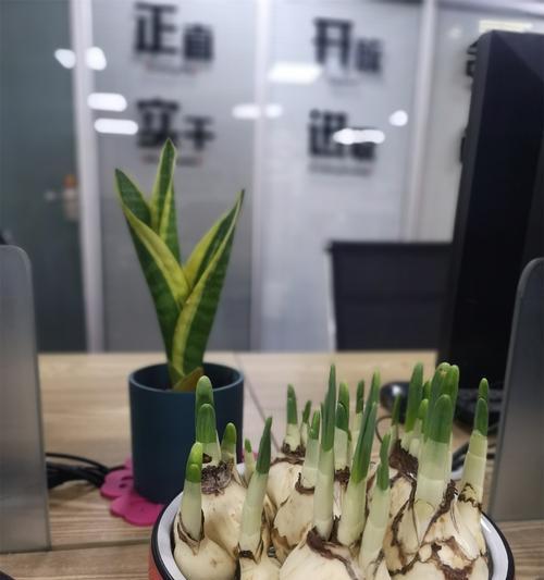 水仙花的毒性与适宜放置的环境（水仙花安全使用指南，了解水仙花的毒性和适宜放置的地方）