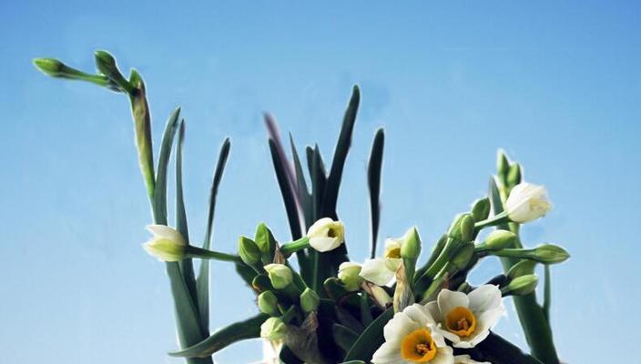 水仙花的毒性与适宜放置的环境（水仙花安全使用指南，了解水仙花的毒性和适宜放置的地方）