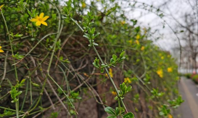 迎春养殖指南（种植与管理，轻松迎春）