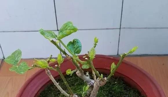 茉莉花修剪方法（让你的茉莉花更加茂盛、美丽、健康）