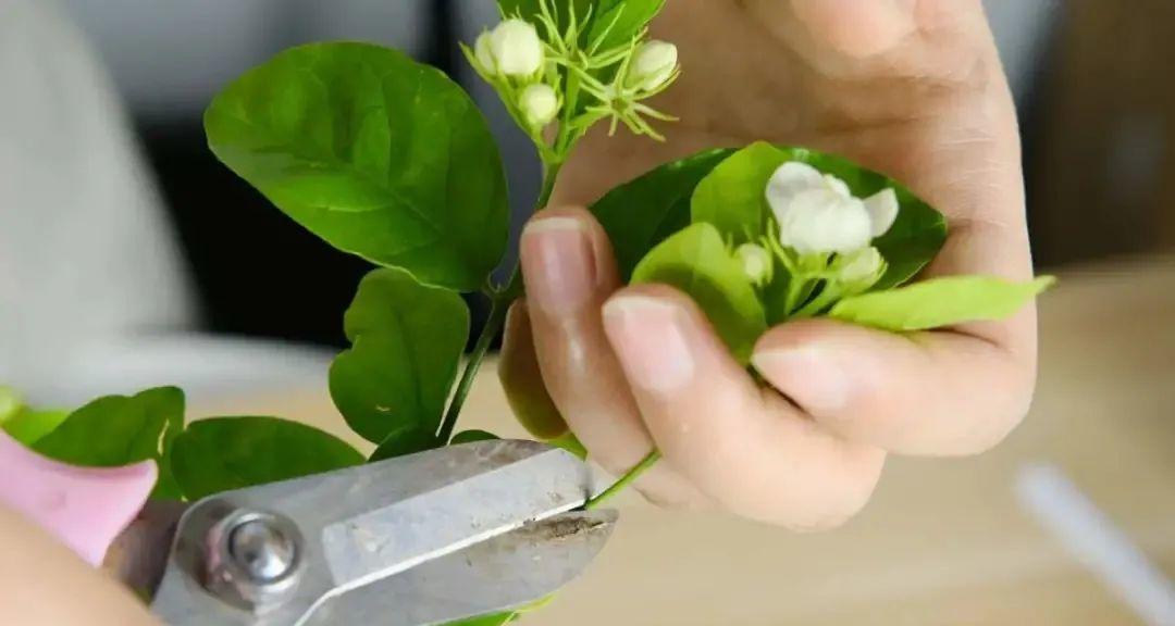 茉莉花修剪方法（让你的茉莉花更加茂盛、美丽、健康）