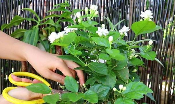 茉莉花修剪方法（让你的茉莉花更加茂盛、美丽、健康）