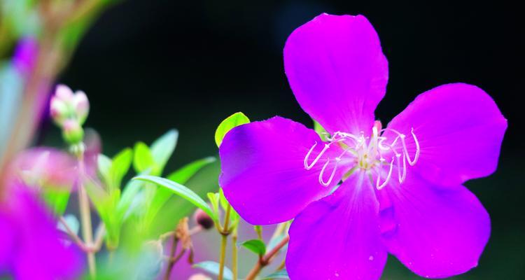 野牡丹的养殖方法（野牡丹的种植、管理、繁殖和病虫害防治）