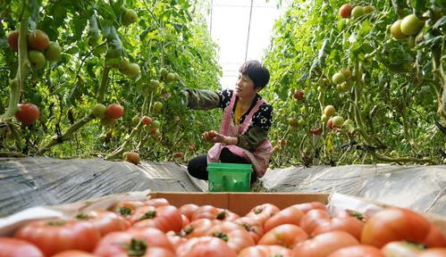 水培蔬菜种植全攻略（打造绿色生活，从家庭水培开始）