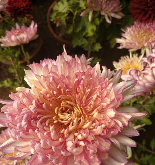 探秘夏菊花的丰富品种（品种多样化，缤纷多彩的夏菊花）