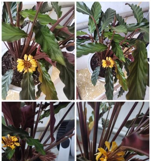 如何养护紫背竹芋（打造生机勃勃的室内环境）