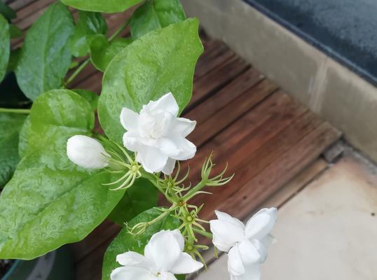 茉莉花开花季节及特点（探寻茉莉花开放的奥秘）