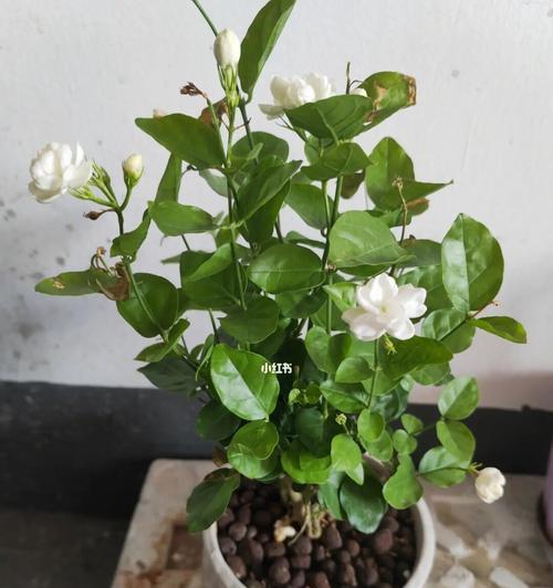茉莉花开花季节及特点（探寻茉莉花开放的奥秘）