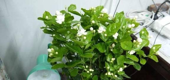 茉莉花开花季节及特点（探寻茉莉花开放的奥秘）