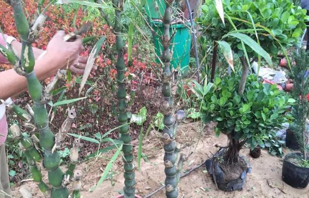 罗汉竹的种植与养护（种植技巧、养护方法、常见问题）