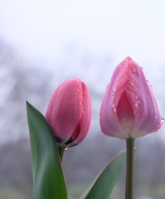 郁金香开花频率及如何增加开花次数（了解郁金香开花频率，让你的花园更加美丽）