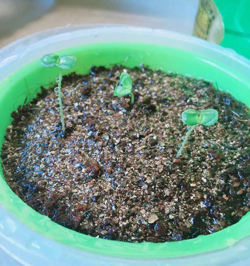 含羞草种植全攻略（如何在家轻松种植含羞草）
