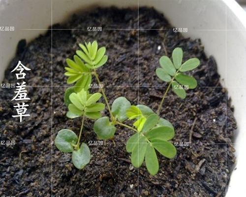 含羞草种植全攻略（如何在家轻松种植含羞草）