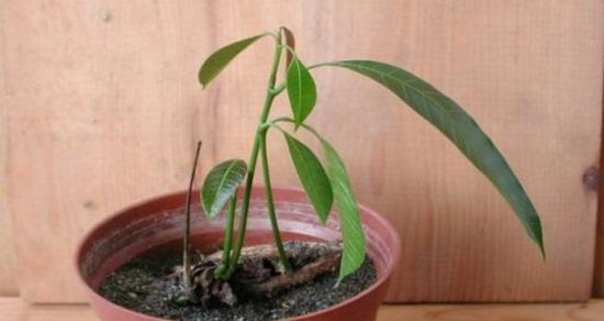 种出自己的芒果树——芒果种子如何发芽（从选种到护苗，轻松掌握的全流程指南）