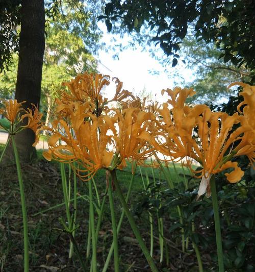 探秘彼岸花之学名（了解花卉界的“异类”）