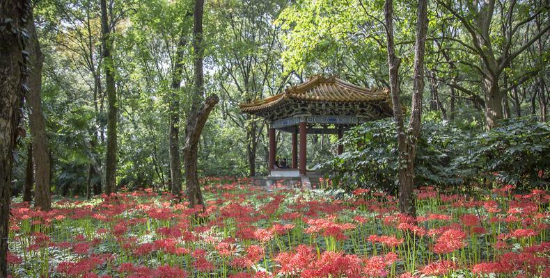 探秘彼岸花之学名（了解花卉界的“异类”）