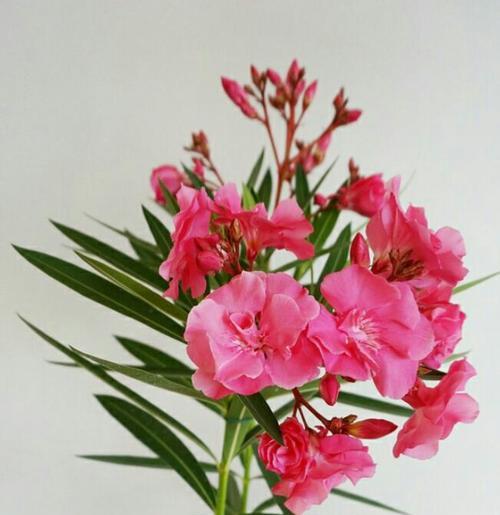 用花象征老师的教诲（以花品之，以师念之）