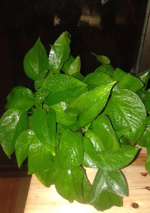 绿萝种植攻略（打造美丽室内绿化-怎样种植绿萝）
