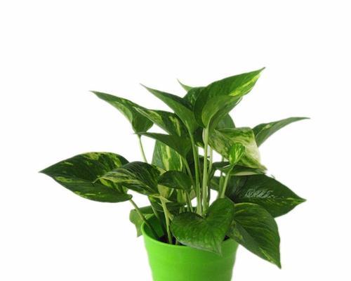 绿萝种植攻略（打造美丽室内绿化-怎样种植绿萝）