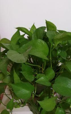 绿萝种植攻略（打造美丽室内绿化-怎样种植绿萝）