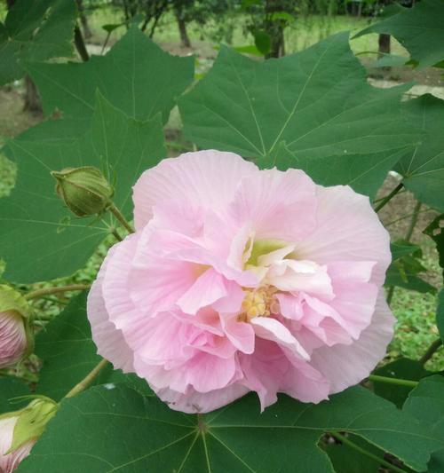 木芙蓉花期及观赏指南（以夏季为主，关注养护和赏花技巧）