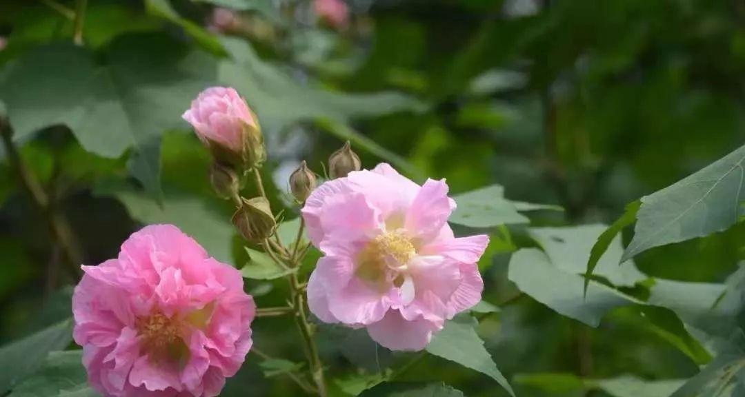 木芙蓉花期及观赏指南（以夏季为主，关注养护和赏花技巧）