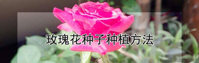 如何种植玫瑰花？（从选种到管理，你需要知道的全部！）