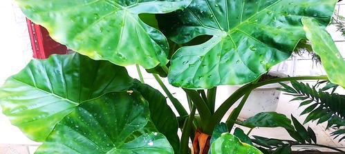 滴水观音是否有毒？家养是否适合？（探究滴水观音的生长特点和养护方法）