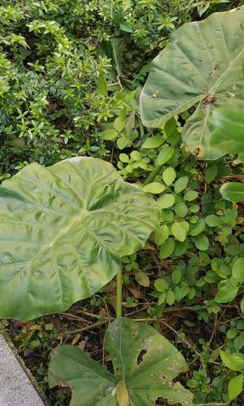 滴水观音是否有毒？家养是否适合？（探究滴水观音的生长特点和养护方法）