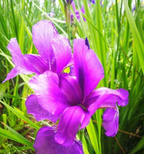 探究鸢尾花的花期（花期长短与生长环境的关系）