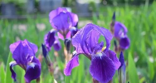 探究鸢尾花的花期（花期长短与生长环境的关系）