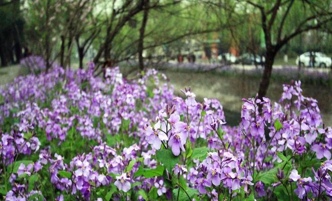 如何种植二月兰？（打造你家的春日花园）