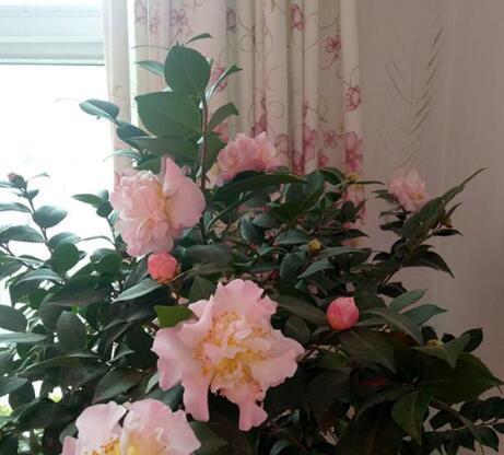 如何修剪山茶花枯枝？（教你轻松修剪山茶花，让它更美丽健康）