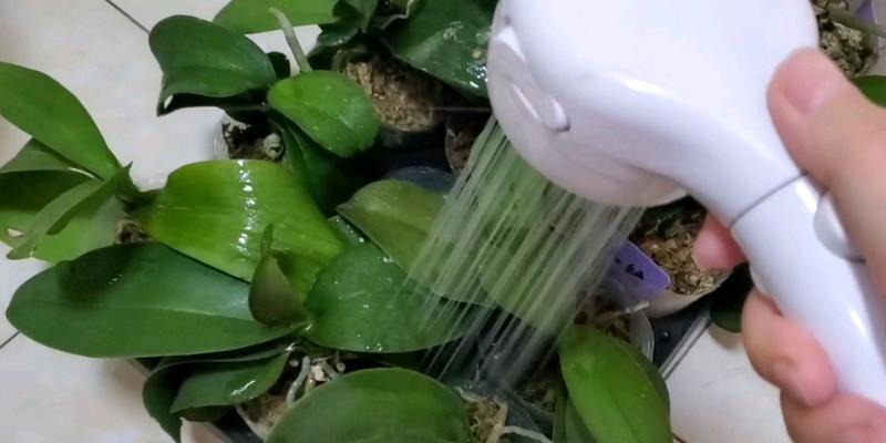 蝴蝶兰养护之水分控制（正确的浇水方法让蝴蝶兰更美）