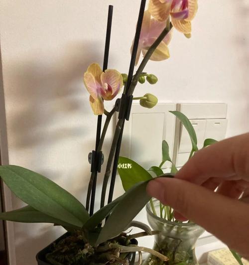 蝴蝶兰养护之水分控制（正确的浇水方法让蝴蝶兰更美）